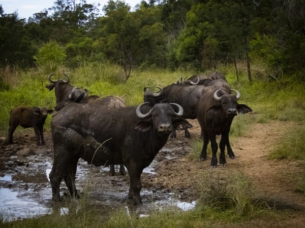 Inkwenkwezi Private Game Reserve